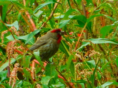 Haemorhous mexicanus