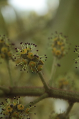 Sciodaphyllum heterotrichum