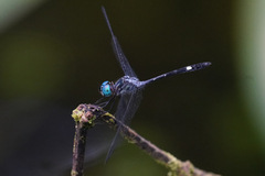 Micrathyria venezuelae