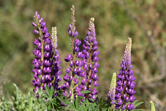 Lupinus polyphyllus