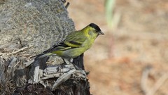 Spinus barbatus