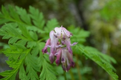 Dicentra eximia