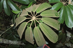 Sciodaphyllum heterotrichum