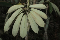 Sciodaphyllum heterotrichum