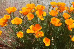 Eschscholzia californica