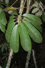 Sciodaphyllum heterotrichum