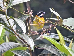Spindalis portoricensis