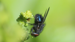 Calliphora vicina
