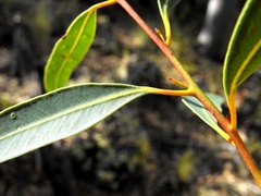 Eucalyptus curtisii