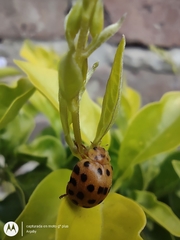 Henosepilachna vigintioctopunctata