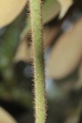 Sciodaphyllum heterotrichum