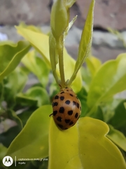 Henosepilachna vigintioctopunctata