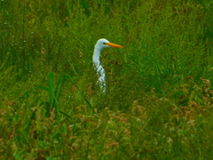 Ardea alba