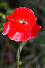 Papaver