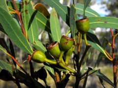 Eucalyptus curtisii