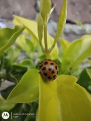 Henosepilachna vigintioctopunctata