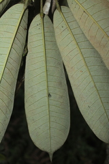 Sciodaphyllum heterotrichum