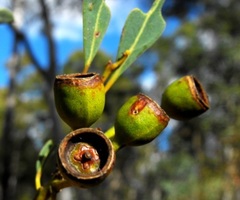 Eucalyptus curtisii