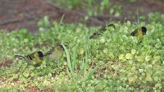 Spinus barbatus
