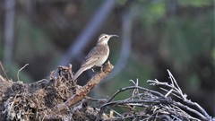 Upucerthia saturatior