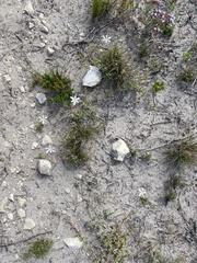 Apodolirion lanceolatum