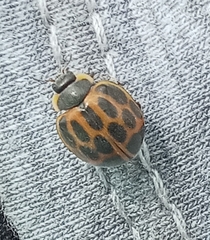 Epilachna paenulata