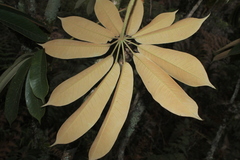 Sciodaphyllum heterotrichum