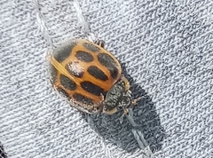 Epilachna paenulata