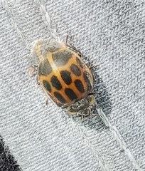 Epilachna paenulata