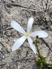 Apodolirion lanceolatum