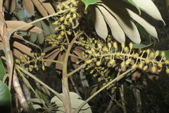 Sciodaphyllum heterotrichum