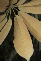 Sciodaphyllum heterotrichum