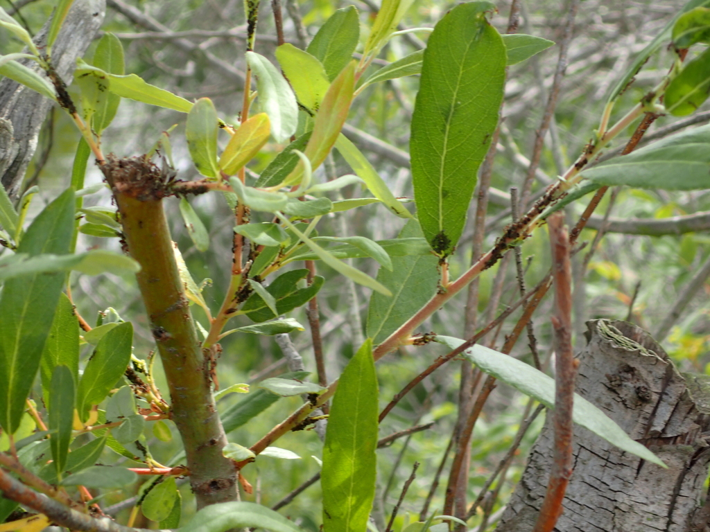 Willows From Playa Del Rey Los Angeles CA USA On April 30 2018 At Willows From Playa Del Rey Los Angeles CA USA On April 30 2018 At