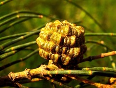 Allocasuarina luehmannii