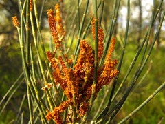 Allocasuarina luehmannii