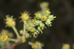 Sciodaphyllum heterotrichum