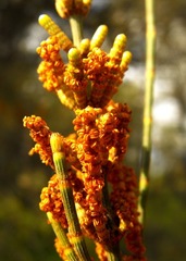 Allocasuarina luehmannii