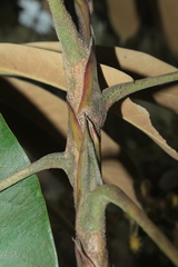 Sciodaphyllum heterotrichum