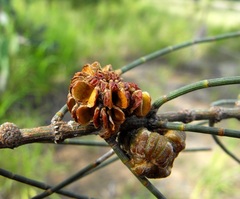 Allocasuarina luehmannii