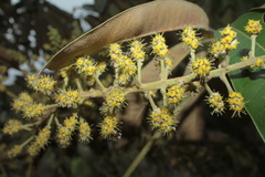 Sciodaphyllum heterotrichum
