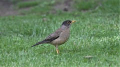 Turdus falcklandii