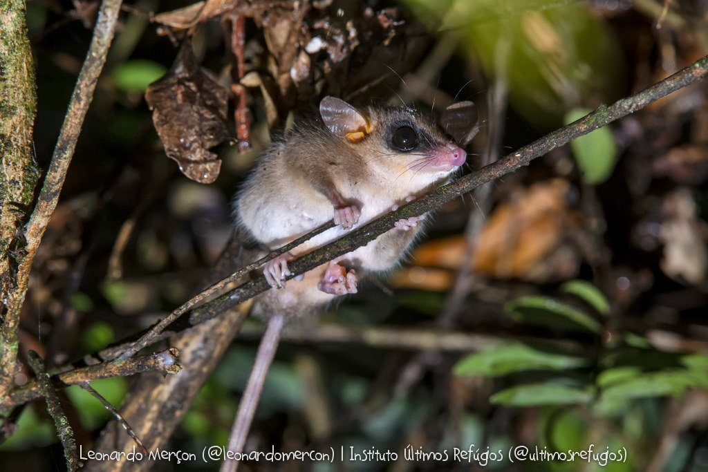 Brazilian Gracile Opossum from PEFG - Castelo, State of Espírito Santo ...