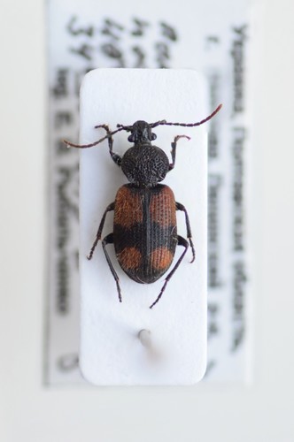 Two-spotted Holy Ground Beetle