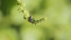 Oxysarcodexia bikini