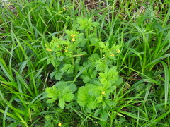 Geum macrophyllum macrophyllum