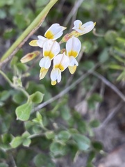 Lotononis glabra