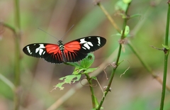 Heliconius burneyi