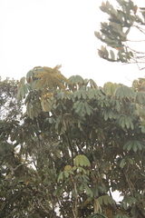 Sciodaphyllum heterotrichum