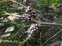 Melaleuca trichostachya