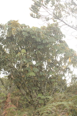 Sciodaphyllum heterotrichum